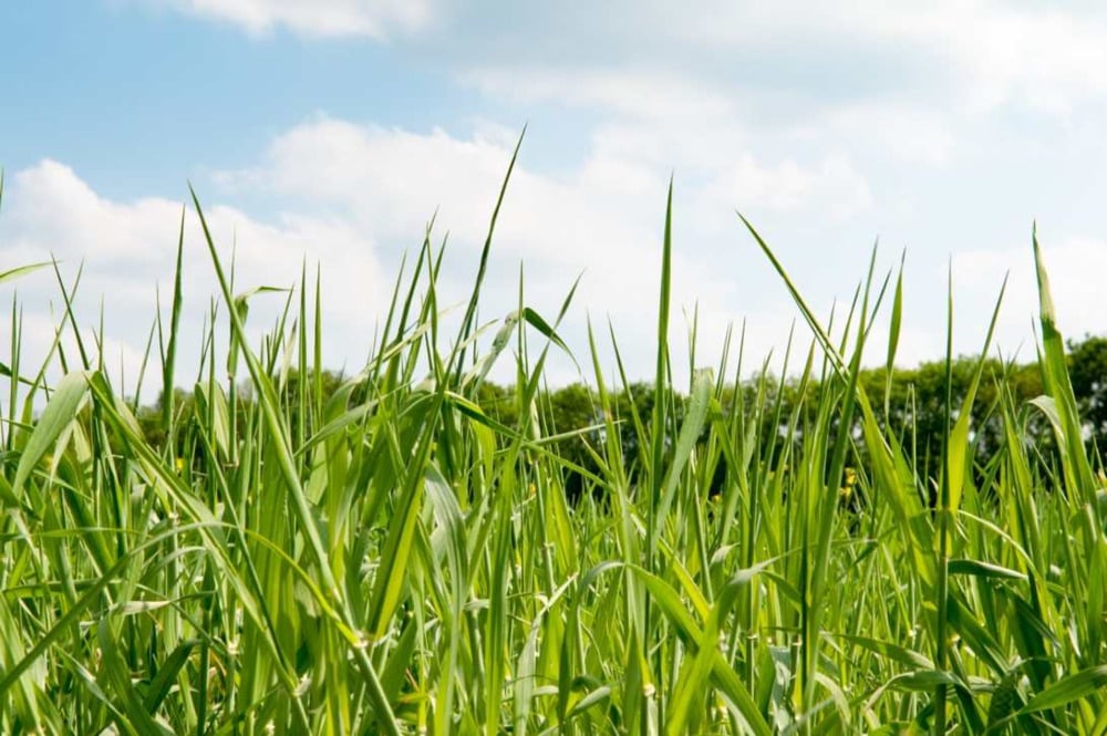herbe la fl&eacute;ole