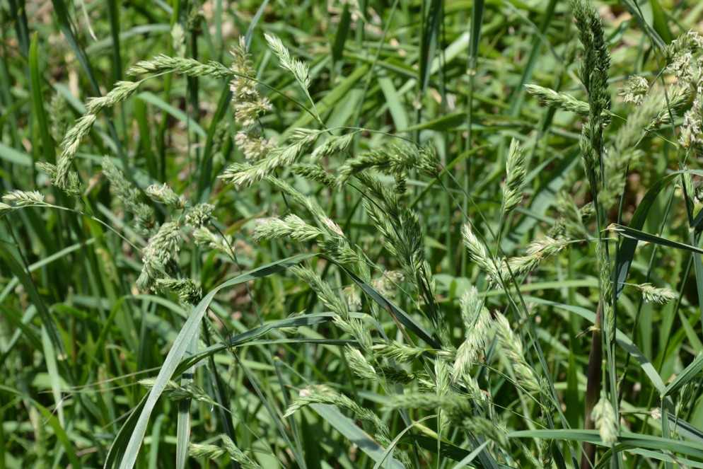 herbes hautes dactyle