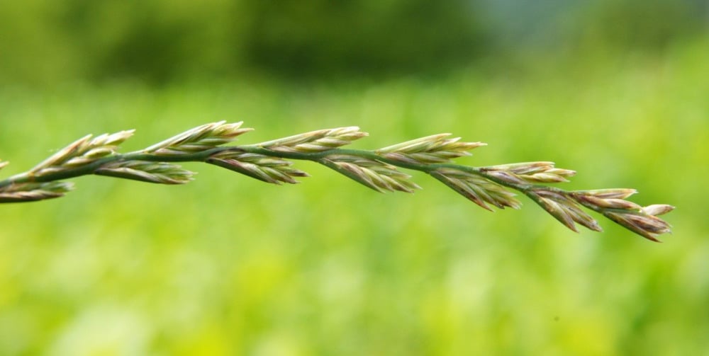 l'herbre ray-grass