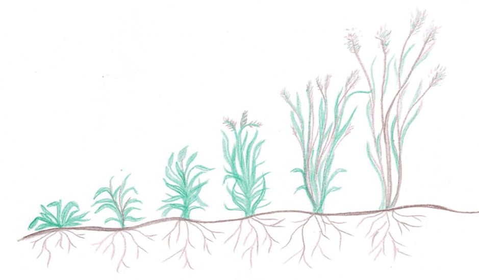 maturation des gramin&eacute;es
