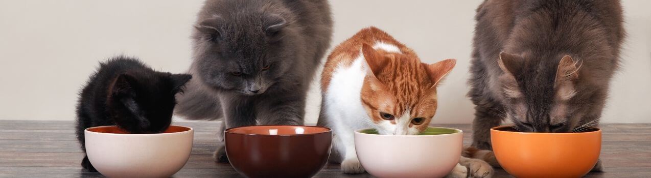 Comment choisir sa nourriture pour chat ? |Croquettes & pâtées|100%  Vétérinaires