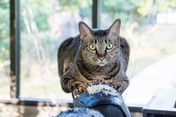 Mon Chat fait ses Griffes sur le Canapé, que faire ? | Guide