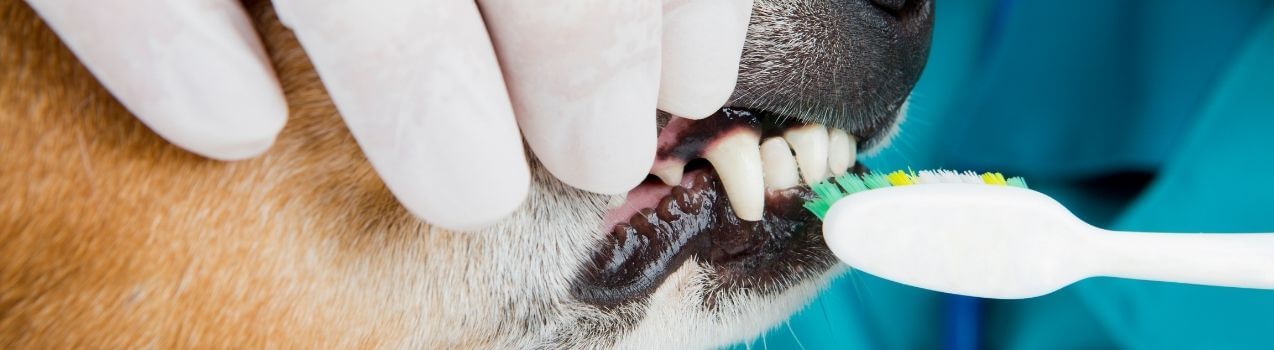 Dentifrice naturel pour chien - Comment bien nettoyer les dents de son chien  ?