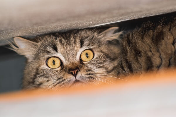 Phéromones pour chats : Quelle phéromone choisir pour son chat stressé ?
