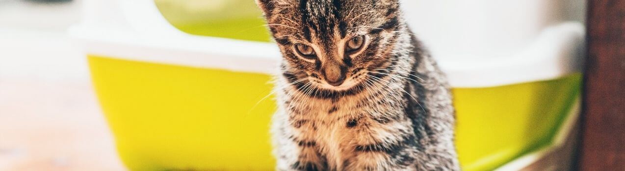 Marquage Urinaire du Chat | Pourquoi mon chat fait pipi partout ?