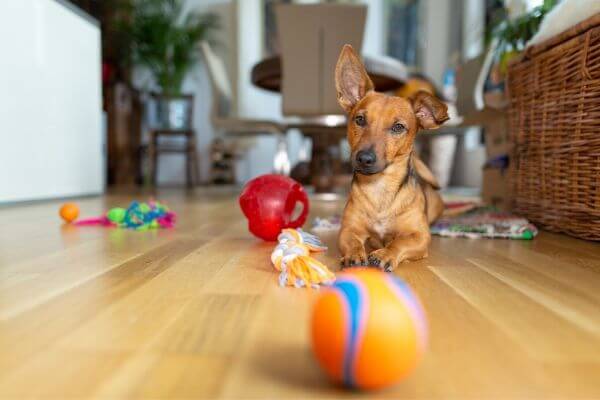 Quels jouets choisir pour mon chien ? | Guide 100% Veto