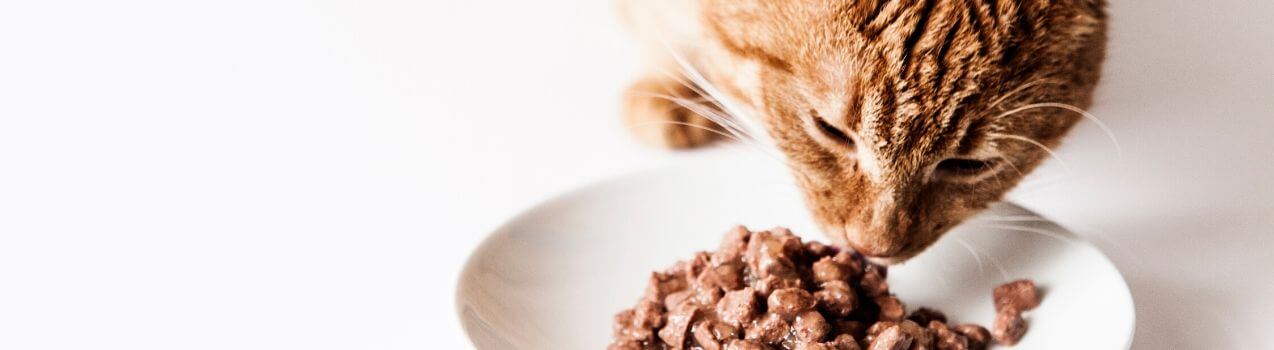 Comment Choisir sa Nourriture Vétérinaire pour Chat ?