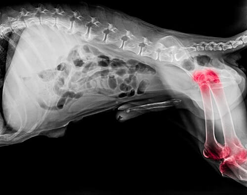 Arthrose du Chien - Comment soulager l'arthrose du chien ?