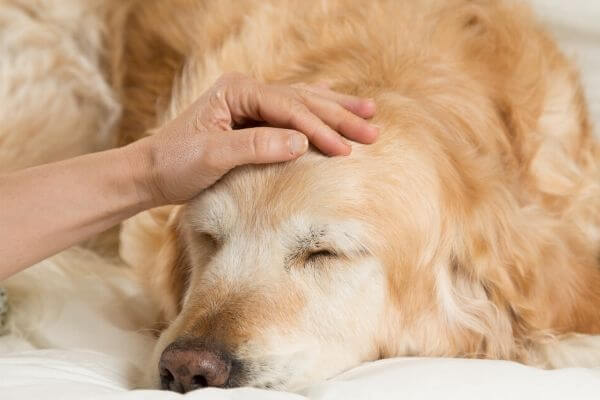 Les Solutions Anti-Stress pour Chien | Guide 100% Vétérinaire