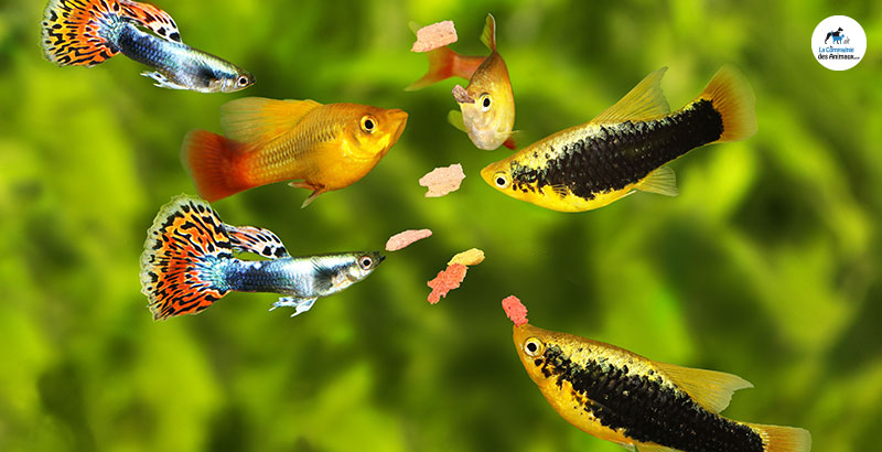 Conseil Vétérinaire - Blog - Nourrir les poissons de son aquarium | Conseils