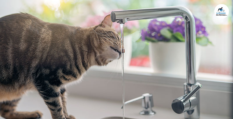 Conseil Vétérinaire - Blog - Guide des fontaines à eau