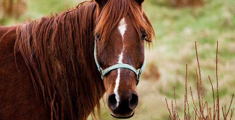 Conseil Vétérinaire - Blog - Protéger son cheval des tiques | Conseils  vétérinaire