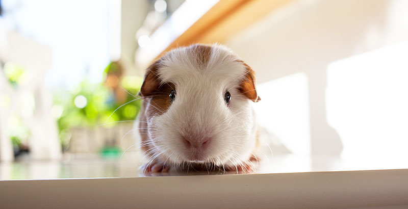 Conseil Vétérinaire - Blog - Quelles sont les principales maladies du Cochon  d'inde ?