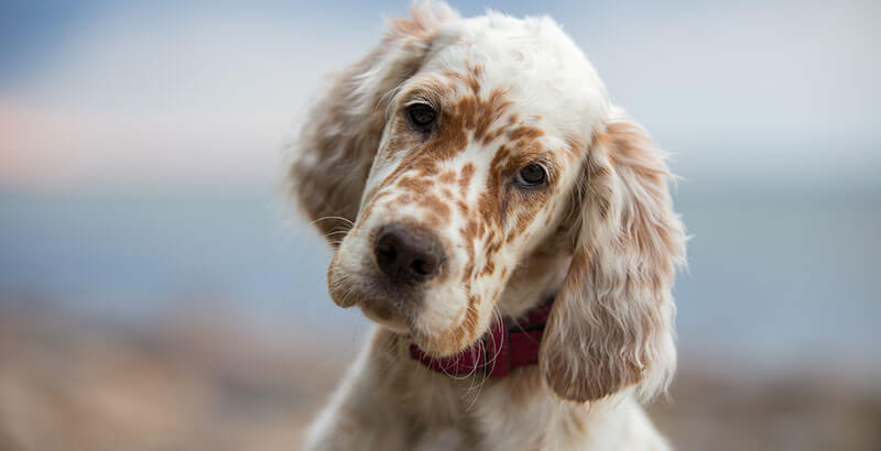 Conseil Vétérinaire - Blog - Plaies de « léchage » chez le chien | Causes,  Symptômes, Solutions