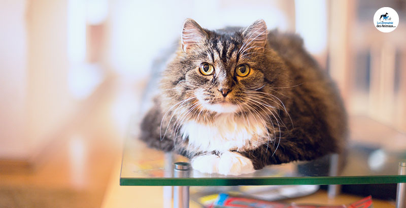 Conseil Vétérinaire - Blog - Prendre la température de son chat | Conseils