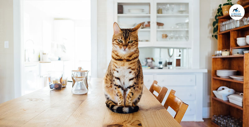Conseil Vétérinaire - Blog - Tout savoir sur les répulsifs pour chat