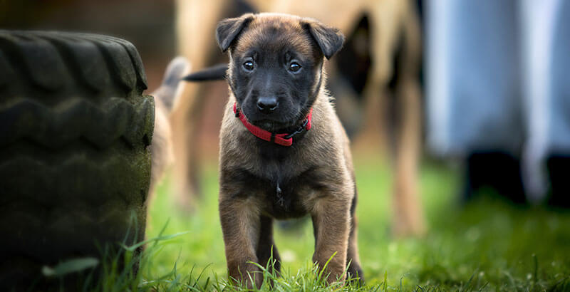 Conseil Vétérinaire - Blog - Mon chien mord, pourquoi et comment y remédier  ?