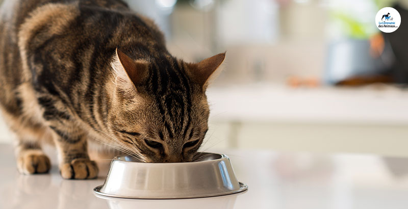 Conseil Vétérinaire - Blog - Alimentation chat et chien : Croquettes ou  pâtée ? | Avantages & Inconvénients