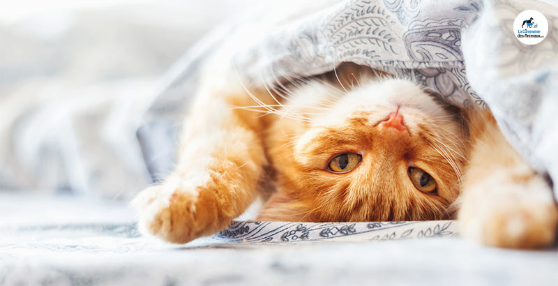 Conseil Vétérinaire - Blog - On a testé : Les gélules Zylkène | Solution  anti-stress pour chat