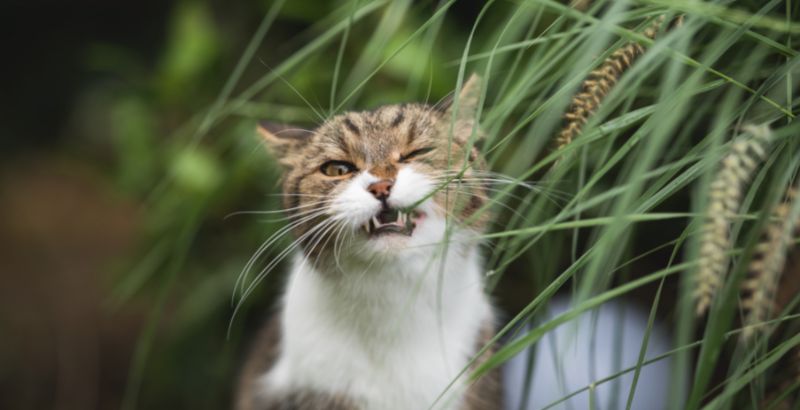 Conseil Vétérinaire - Blog - Quels sont les bienfaits de l'herbe pour mon  chat ?