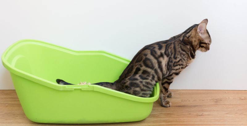 Conseil Vétérinaire - Blog - Mon chat a des calculs urinaires, comment  faire ?