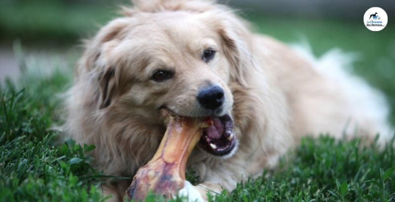 Conseil Vétérinaire - Blog - Le guide des bois, cornes et sabots pour chien