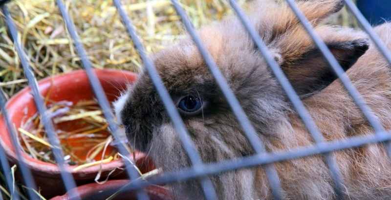 Conseil Vétérinaire - Blog - Cage à lapin : comment préparer son habitat ?