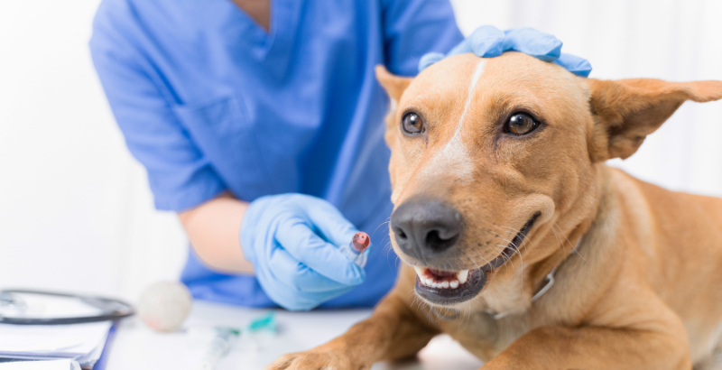 Est-il nécessaire de faire vacciner son chien tous les ans ?