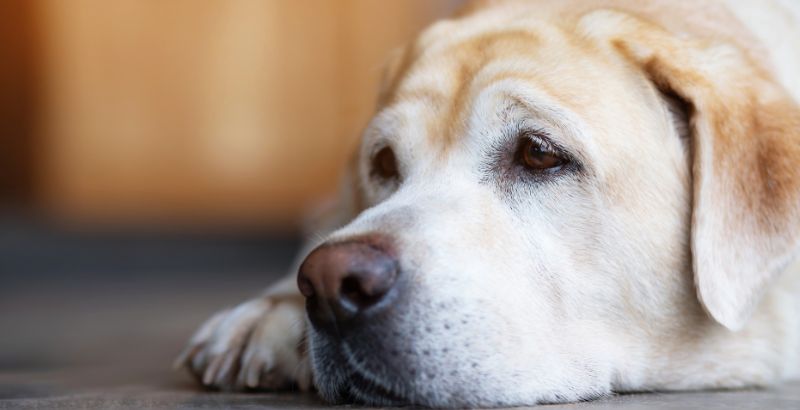Conseil Vétérinaire - Blog - Cancer du chien - Comment soigner la maladie  du cancer