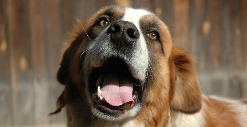 Conseil Vétérinaire - Blog - Vetpen : L'allié des chiens diabétiques