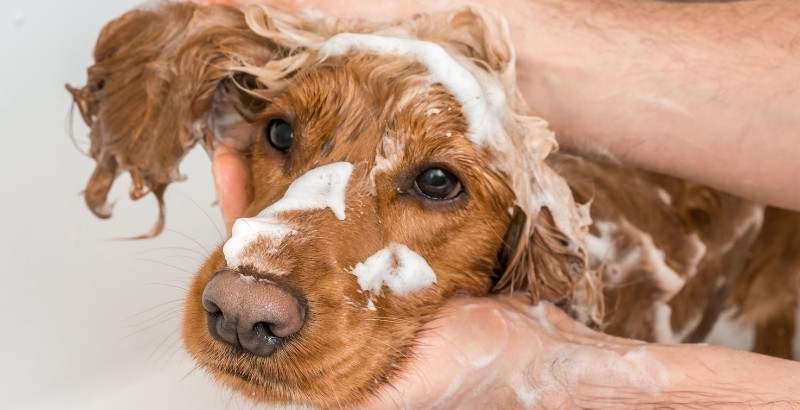Conseil Vétérinaire - Blog - Le shampoing est-il nécessaire pour laver mon  chien ou mon chat ?