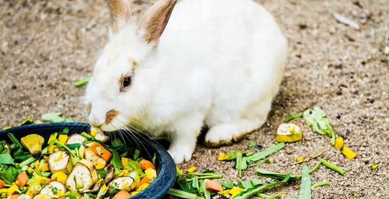 Conseil Vétérinaire - Blog - Quels légumes faut-il donner à son lapin |  Conseils