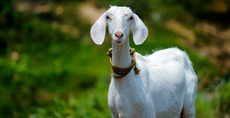 Conseil Vétérinaire - Blog - Préparer la venue d'une chèvre chez moi