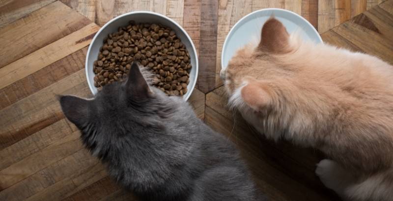 Conseil Vétérinaire - Blog - Quelles sont les meilleures croquettes pour chat  stérilisé ? Nos conseils vétérinaires
