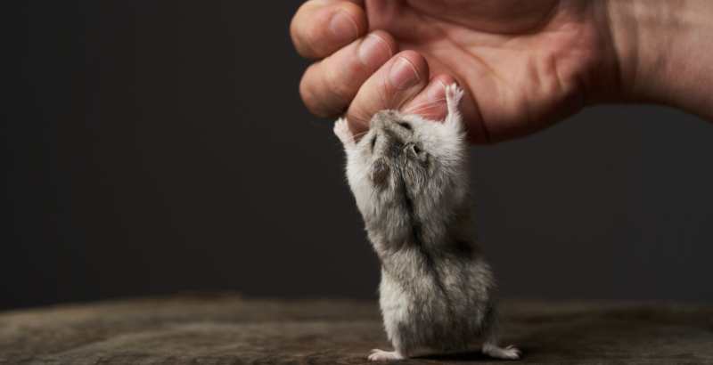 Conseil Vétérinaire - Blog - Mon hamster mord, mais pourquoi ?