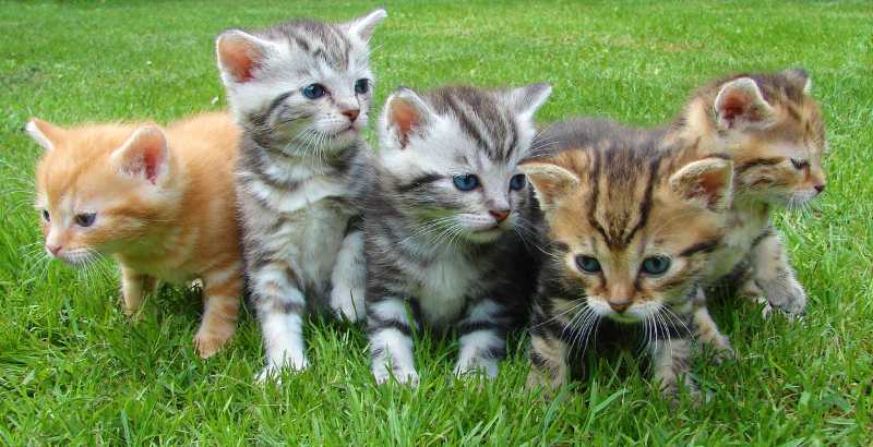 Conseil Vétérinaire - Blog - Mon chaton à la diarrhée, est-ce grave ?