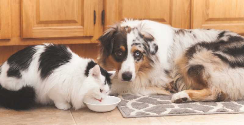 Conseil Vétérinaire - Blog - Gestion du sodium et du potassium dans  l'insuffisance cardiaque chez le chien et le chat : Guide pratique