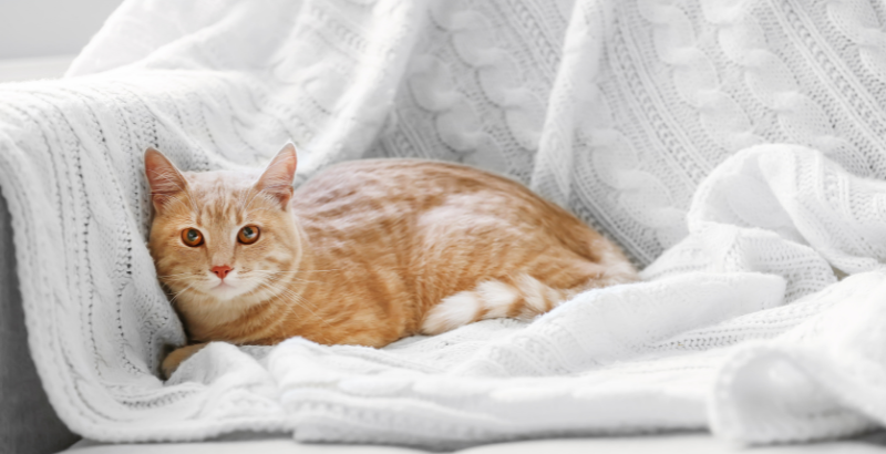 Conseil Vétérinaire - Blog - Le Ténia chez le Chat : Symptômes, Traitement  et Prévention