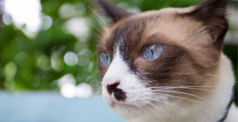 Conseil Vétérinaire - Blog - Comment nettoyer les yeux de son chat ?