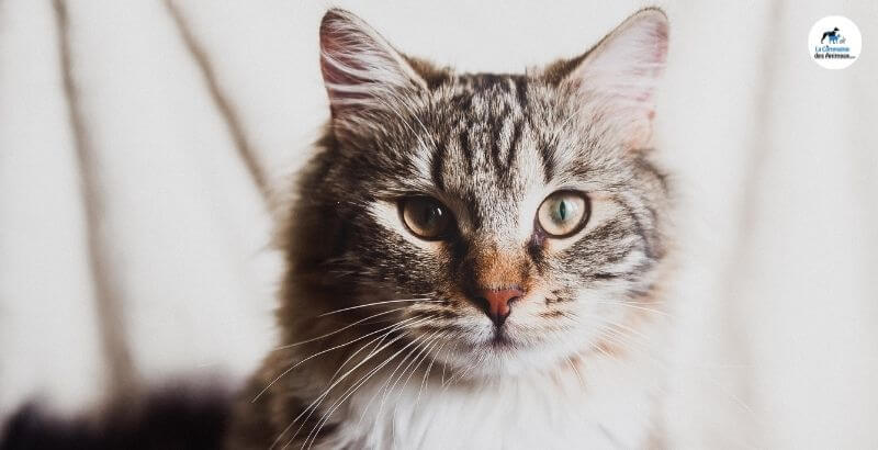 Conseil Vétérinaire - Blog - Quelle alimentation pour un chat stérilisé ?