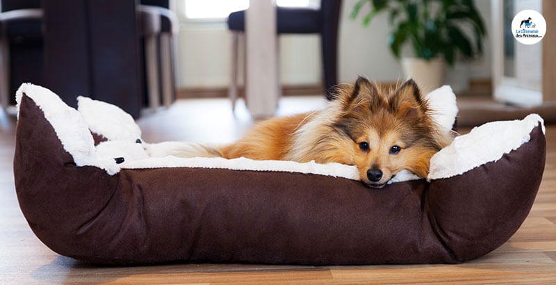 Conseil Vétérinaire - Blog - Pourquoi nettoyer la gamelle et le couchage de son  chien ?
