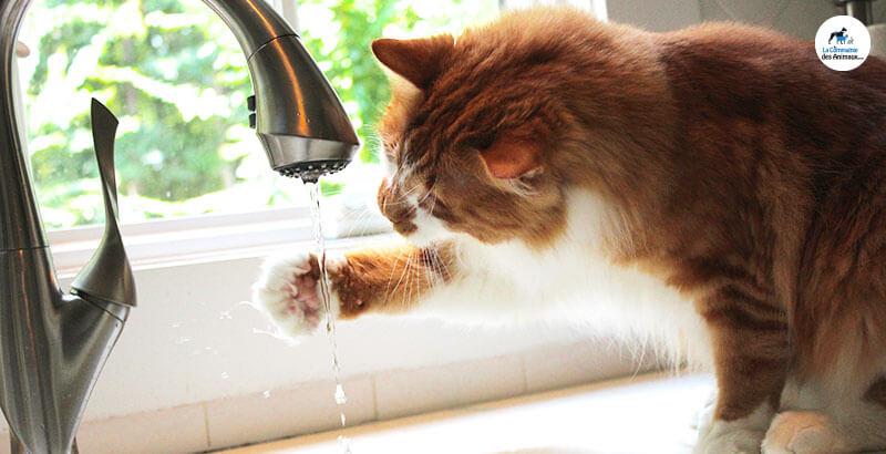 Conseil Vétérinaire - Blog - 5 astuces pour hydrater et faire boire son chat