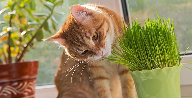Conseil Vétérinaire - Blog - L'herbe à chat « qui excite » | Les bienfaits  et effets