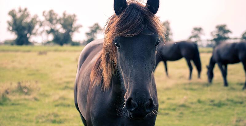 Conseil Vétérinaire - Blog - Vermifuger son cheval