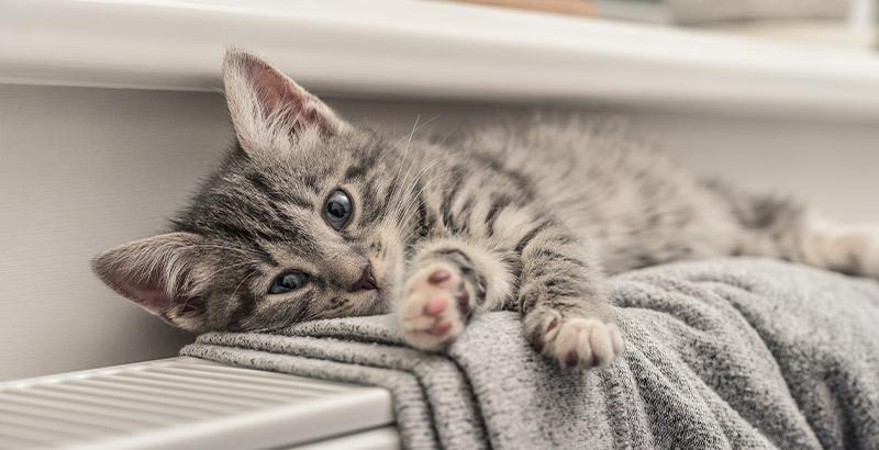 Conseil Vétérinaire - Blog - Le sommeil du chaton