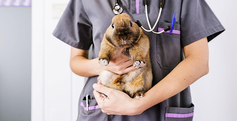 Conseil Vétérinaire - Blog - Que faut-il savoir sur la stérilisation du  lapin ?