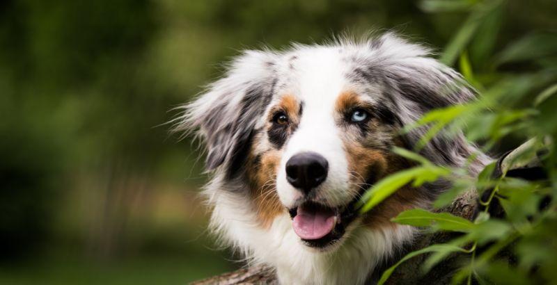 Conseil Vétérinaire - Blog - Mon chien vomit, est-ce grave ?