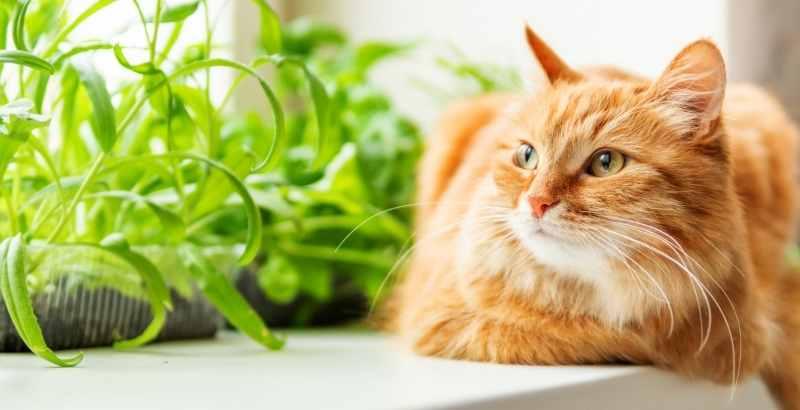 Conseil Vétérinaire - Blog - La constipation chez le chat