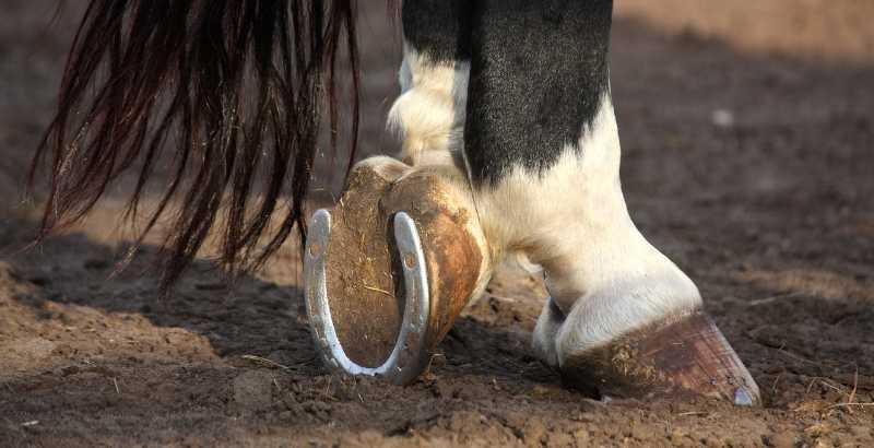 Conseil Vétérinaire - Blog - La Seime chez le cheval