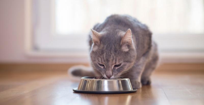 Conseil Vétérinaire - Blog - Nourriture et alimentation du chat stérilisé |  Le guide vétérinaire